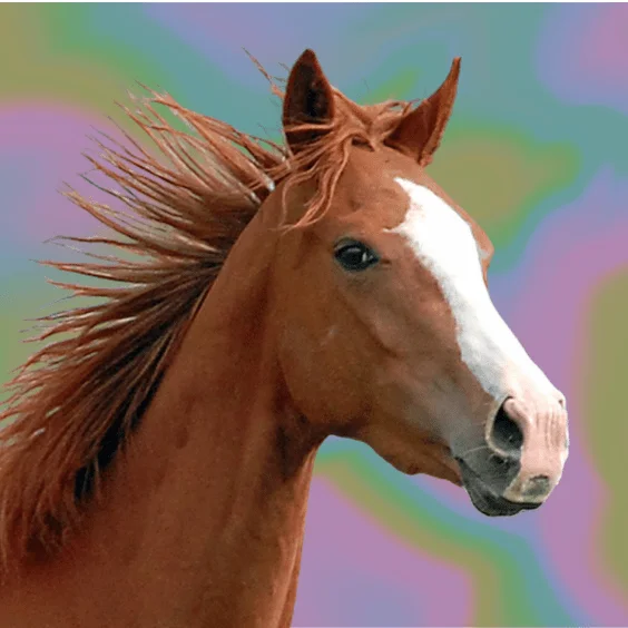 The Rise of Equine-Themed Bands in Indie Rock